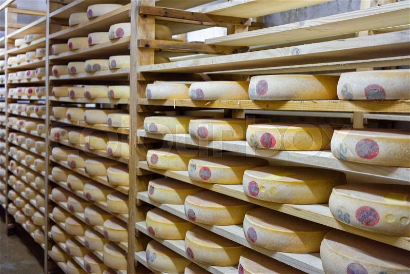 Shelves of aging Cheese on wooden shelves of ripening cellar of Franche Comte dairy in France, stock photo