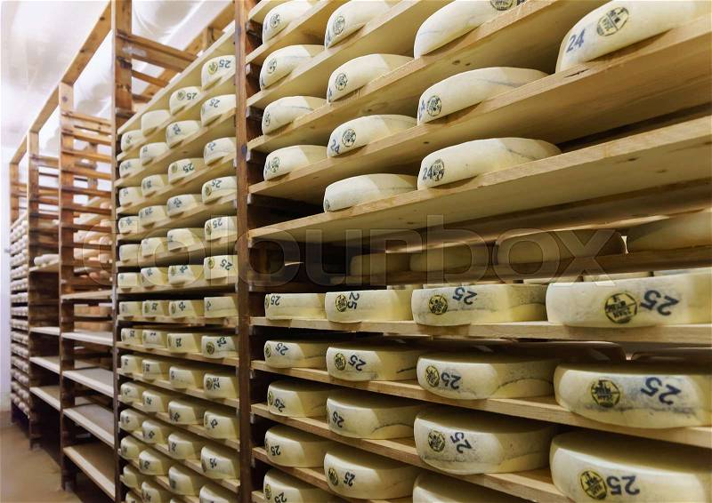 Shelves of aging Cheese on wooden shelves at maturing cellar in Franche Comte dairy in France, stock photo