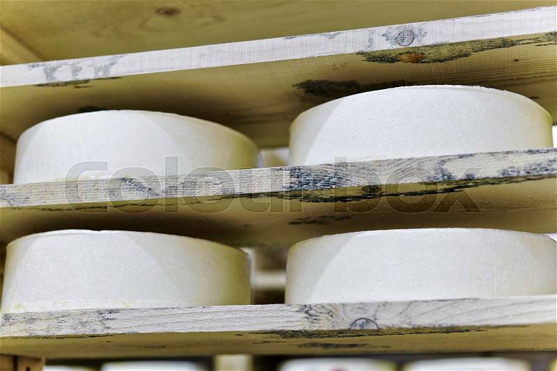 Shelf of young Gruyere de Comte Cheese in ripening cellar of Franche Comte dairy in France, stock photo