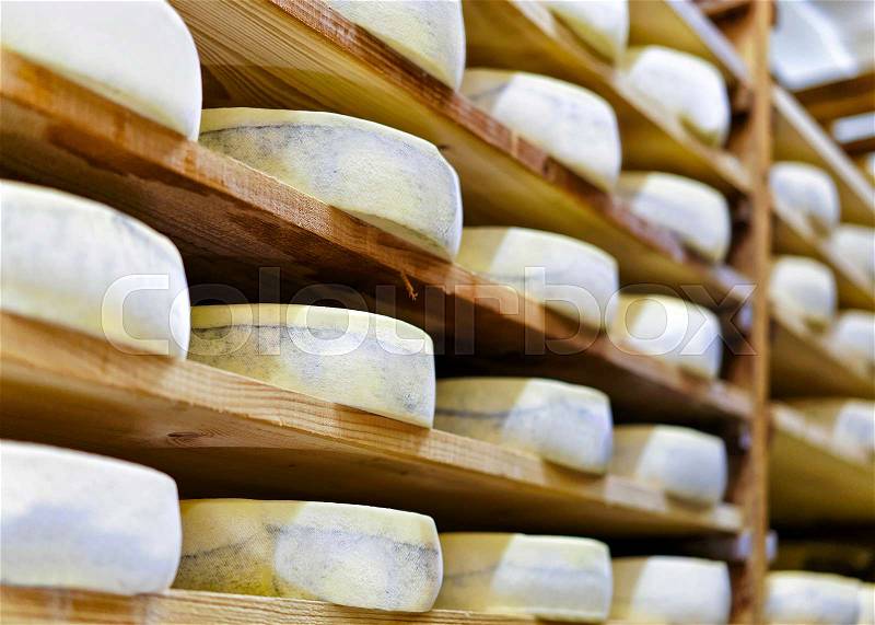 Aging Gruyere de Comte Cheese on wooden shelves at maturing cellar of Franche Comte creamery in France, stock photo