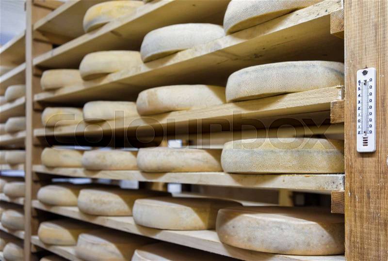 Shelf of aging Cheese on wooden shelves at ripening cellar of Franche Comte dairy in France, stock photo