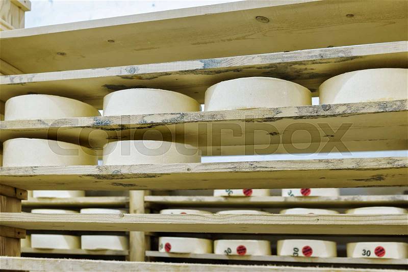 Wheels of young Cheese on wooden shelves at maturing cellar of Franche Comte creamery in France, stock photo