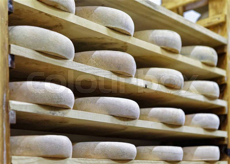 Shelves of aging Cheese on wooden shelves at ripening cellar in Franche Comte dairy in France, stock photo