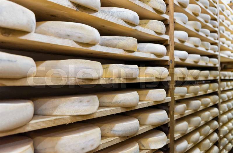 Pile of aging Cheese on wooden shelves at maturing cellar in Franche Comte dairy in France, stock photo