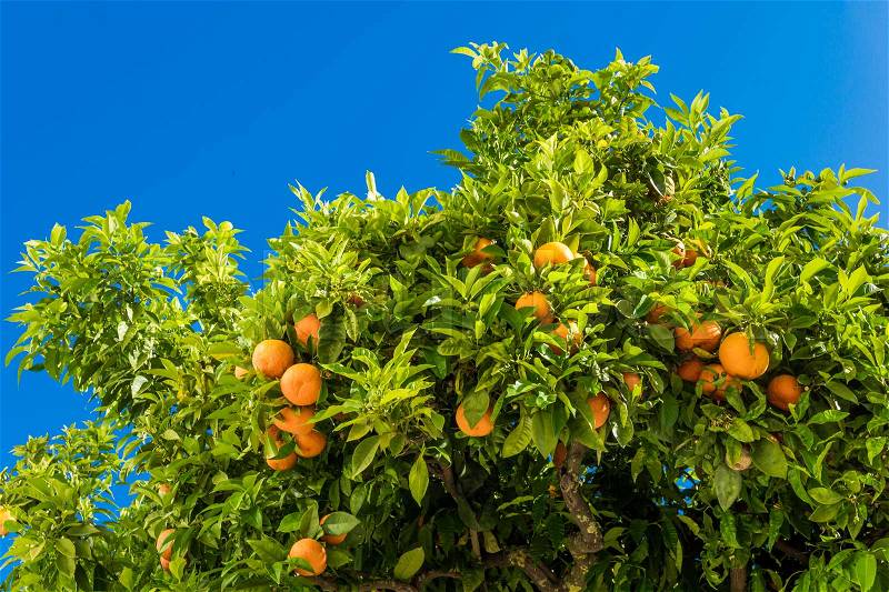 Tangerine tree. Oranges on a citrus tree. clementines ripening on tree against blue sky, stock photo
