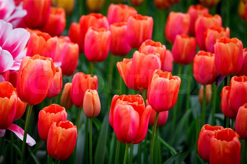 Tulip. colorful tulips. tulips in spring,colourful tulip, stock photo