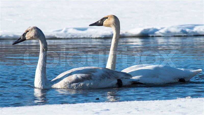 Two tundra swans glide through the water, stock photo