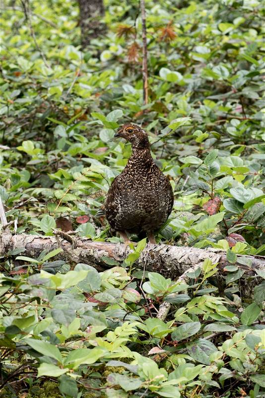 A Grouse Walks through the Woods, stock photo