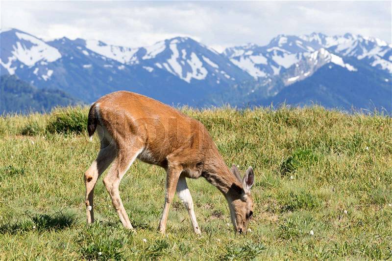 Mule Deer Doe Grazes in the Olympic Mountains, stock photo