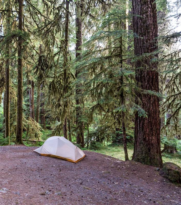 Tent in a Rain Forest, stock photo