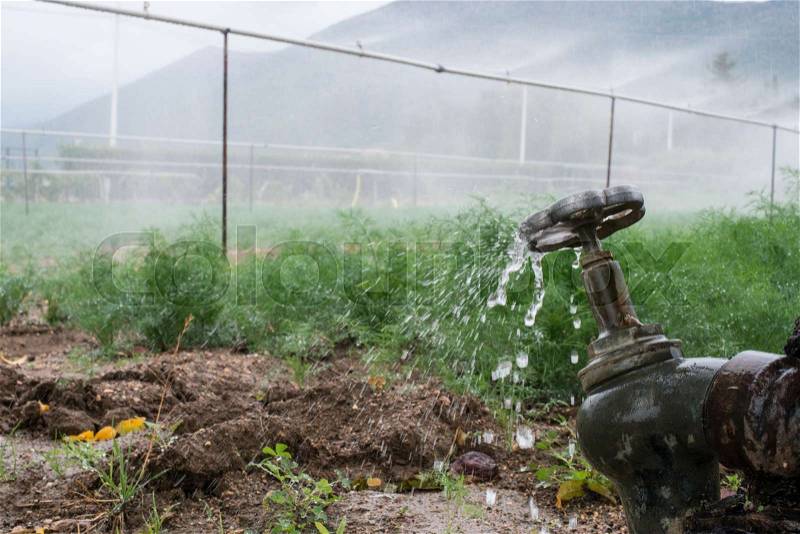 Agriculture pipes and tap water for watering plants, stock photo