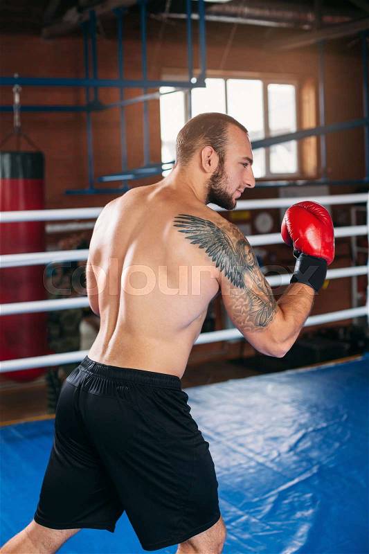 Boxer in blue gloves took the stand on the training. Boxing ring on the background. Boxing power, stock photo