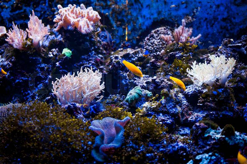Tropical sea underwater with coral reefs and fish. beautiful view of sea life, stock photo