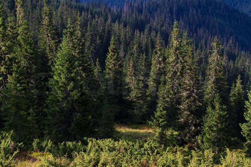 Spruce fir forest in the Ukrainian Carpathians. Sustainable clear ecosystem, stock photo