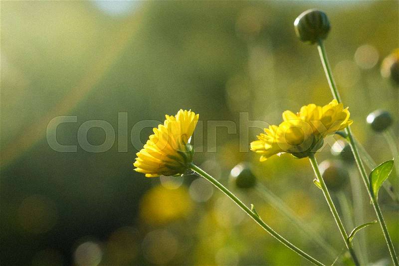 Yellow chrysanthemum flowers with soft focus macro image, floral vintage style and film tone background, stock photo