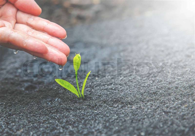 Seed and planting concept with Male hand watering young tree over green background, stock photo