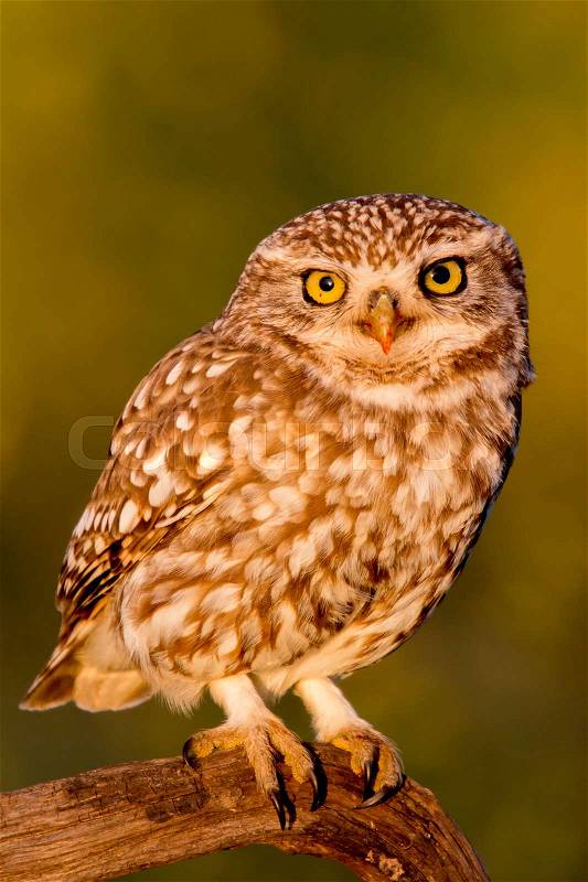 Cute owl, small bird with big eyes in the nature, stock photo