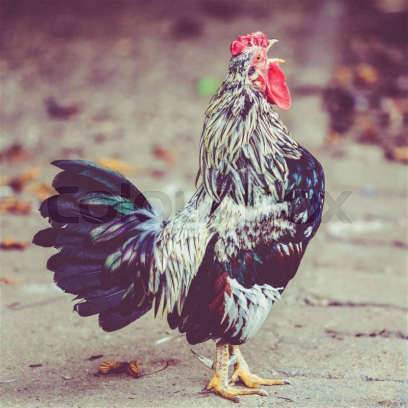 Rooster. Cock in Vintage style, stock photo