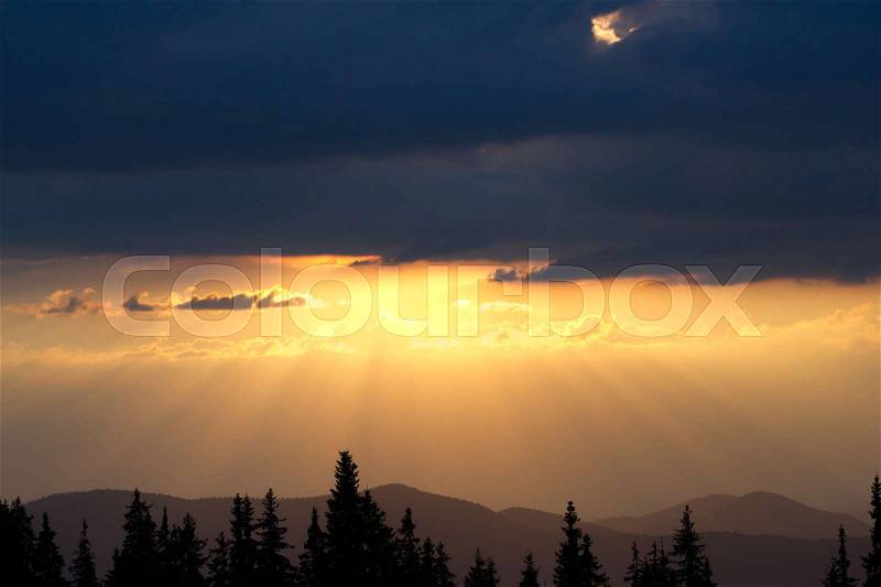 Sunrise in the mountains. Outlines of spruce tops and the sun\'s rays make their way through the clouds and mountains peaks. Spruce background. Coniferous forest, stock photo