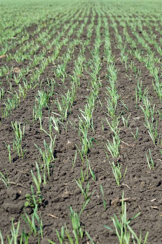 Rows on black spring field, stock photo