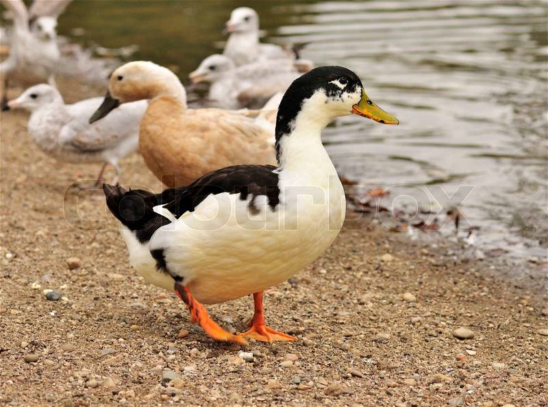 Wild ducks by the pond, stock photo