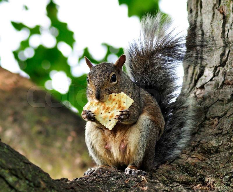 A grey squirrel eating a cracker, stock photo