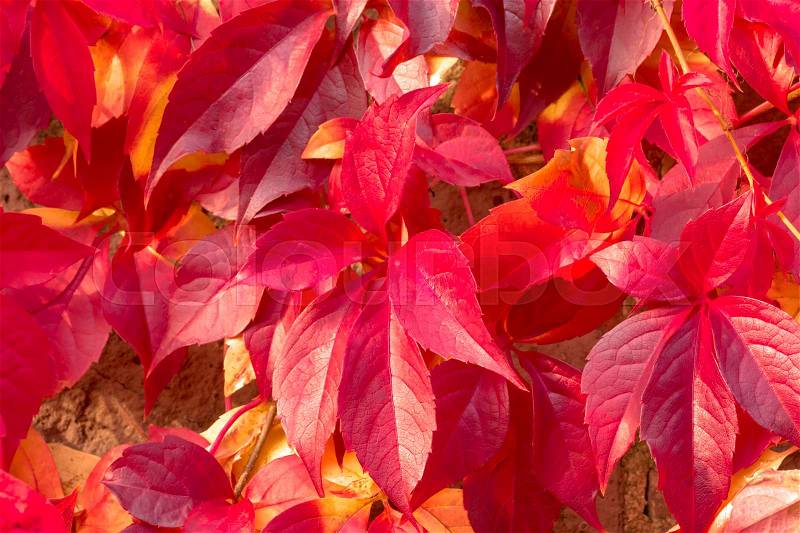 Close-up of red five-leaved ivy (Virginia creeper) foliage on the branch: colorful background, stock photo