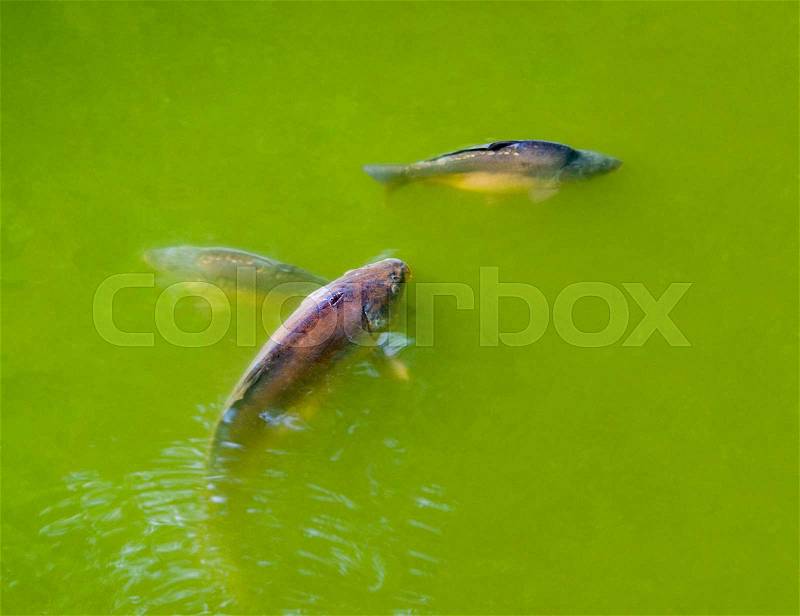 High angle shot of some common carps in green water ambiance, stock photo