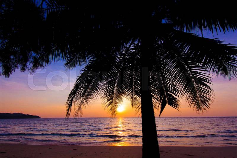 Sunset landscape. beach sunset. palm trees silhouette on sunset tropical beach, stock photo