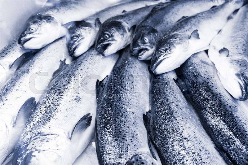 Fresh fish on ice. seafood at the fish market, stock photo