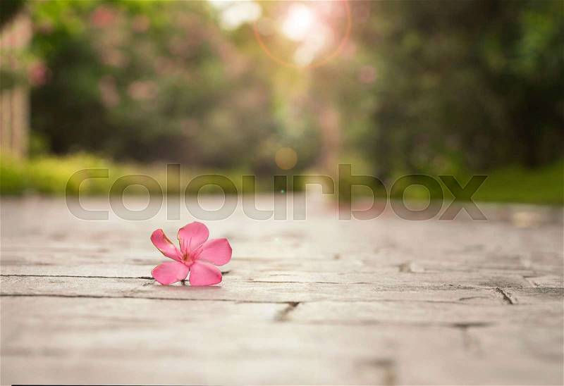 Abstract pink flower fall into the ground with sun light - can use to display or montage on product, stock photo