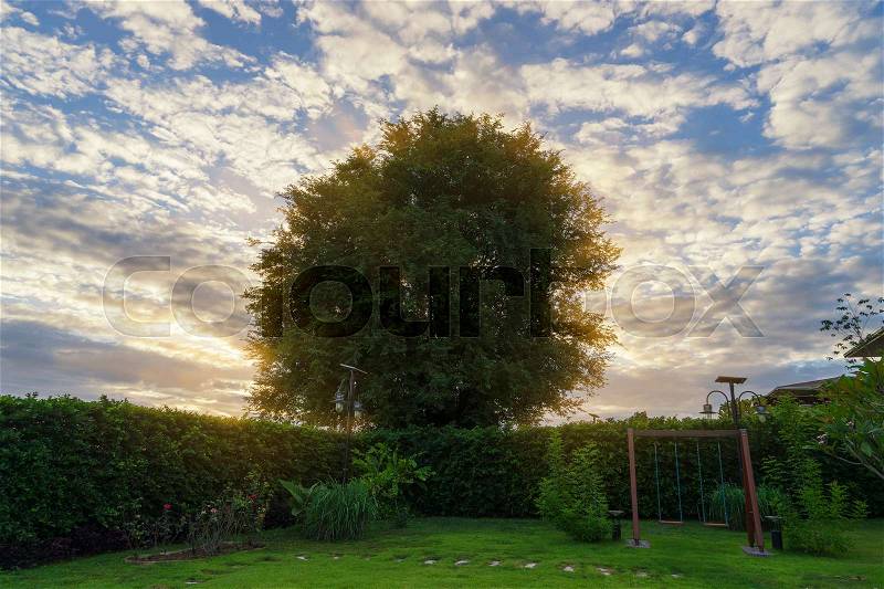 Sunrise behind the tree on blue sky and clouds - can use to display or montage on product, stock photo