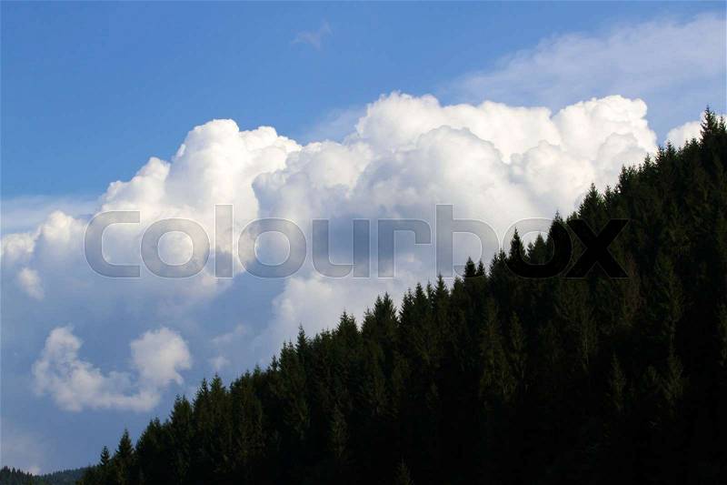 Spruce fir forest in the Ukrainian Carpathians. Sustainable clear ecosystem, stock photo