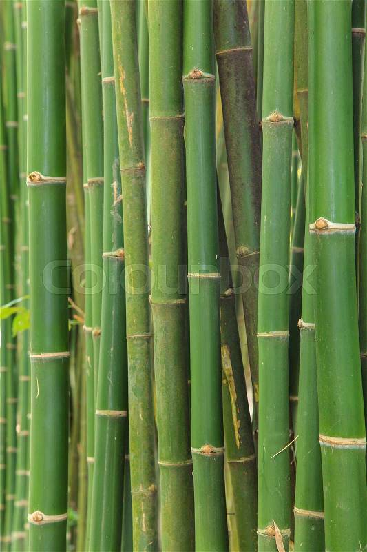 Bamboo background, stock photo