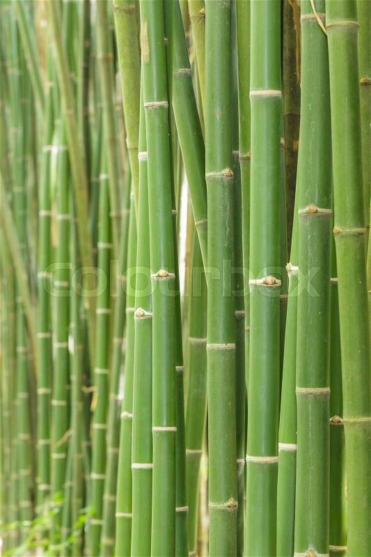 Bamboo background, stock photo