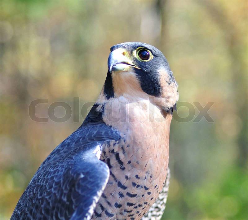 Peregrine Falcon , close up, stock photo