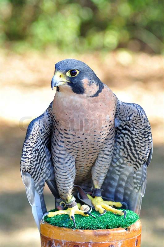 Peregrine Falcon for sports hunting, stock photo