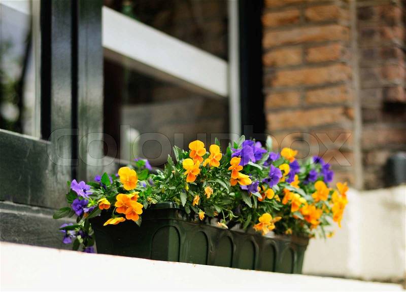 This photograph represent a beautiful flowers (in a jardiniere or flower box) decorating modern city window, stock photo