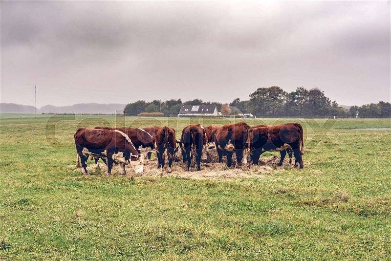 Hereford cows eating hay on a green field in the fall, stock photo