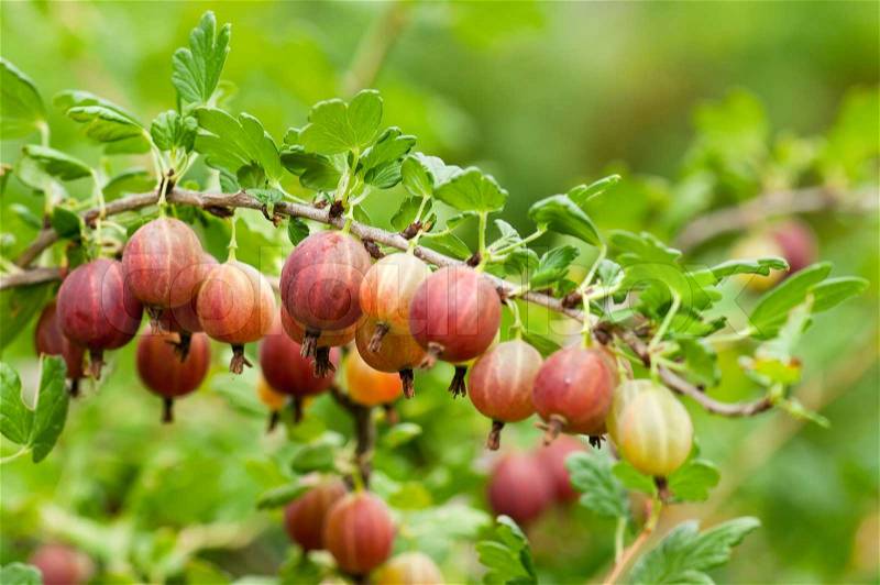 Some ripening gooseberries on the branch in a kitchen garden, stock photo