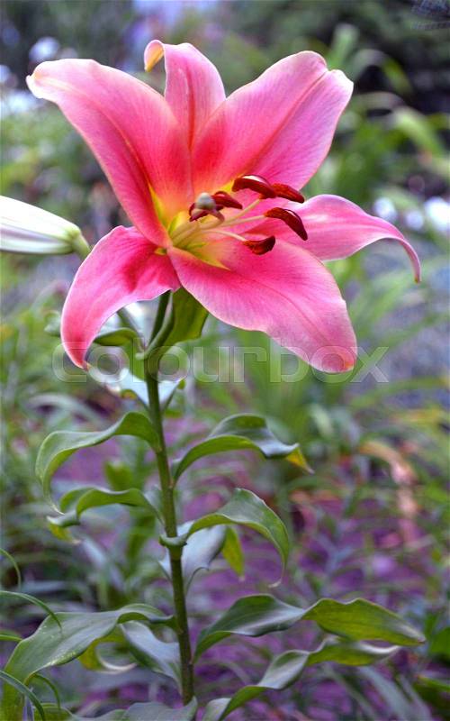 Lily flowers. Red lily flower. blossoming lilies, stock photo