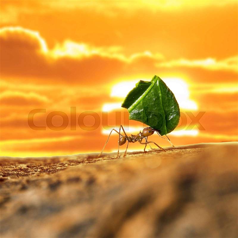 Leaf-cutter ant carrying leaf piece on tree log on golden sunset sky background, stock photo