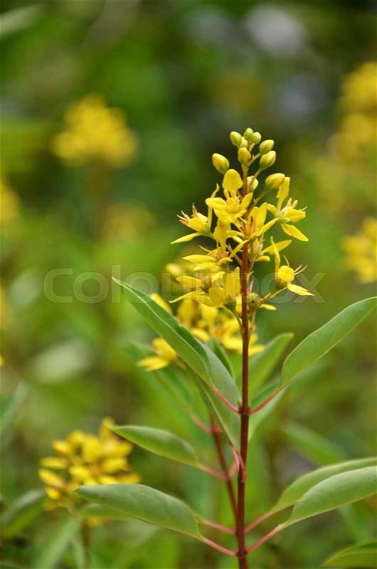 Thryallis are blooming with little golden flower(Galphimia glauca), stock photo