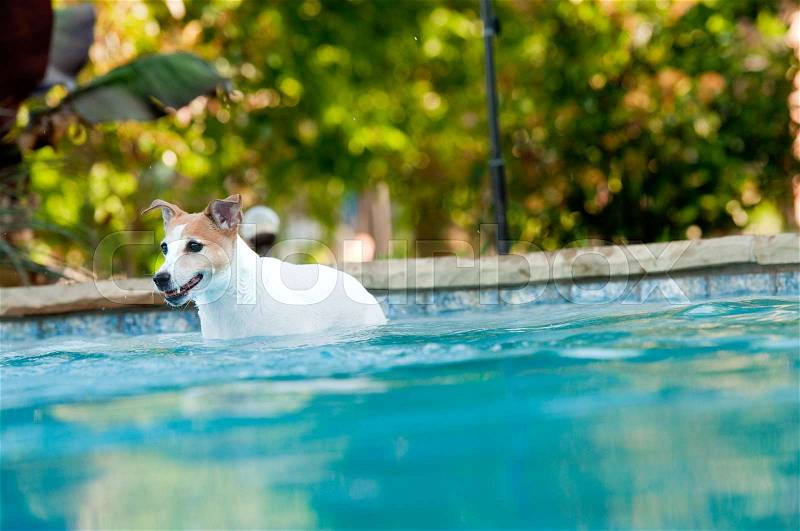 Adorable white terrier dog in a beautiful swimming pool with copy-space, stock photo