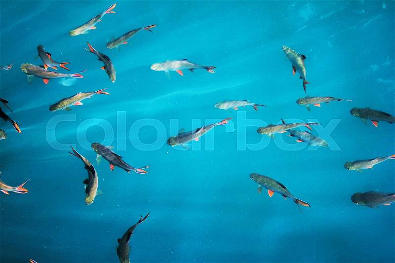 Plenty of freshwater fishes swimming under water - found in southern Thailand, stock photo
