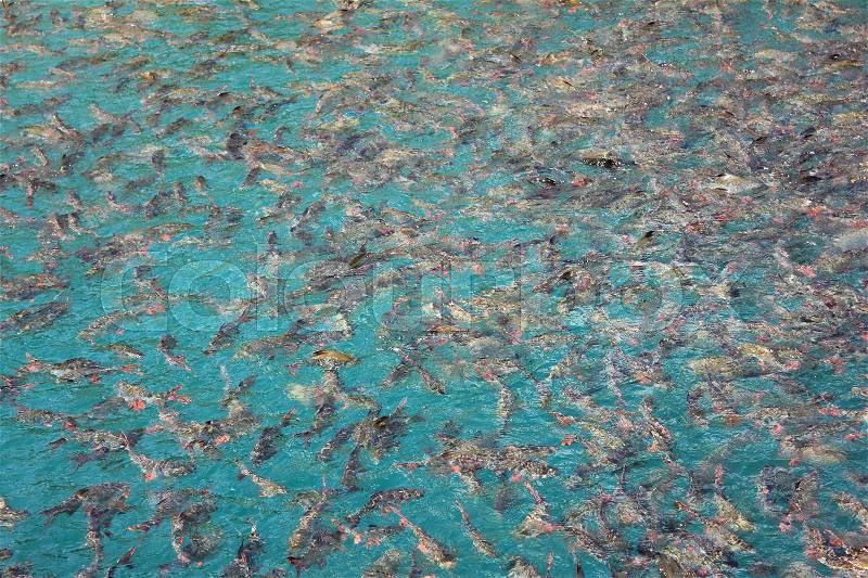 Plenty of freshwater fishes swimming under water - found in southern Thailand, stock photo