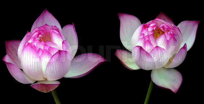 Pink water lily flowers (lotus) over black background, stock photo