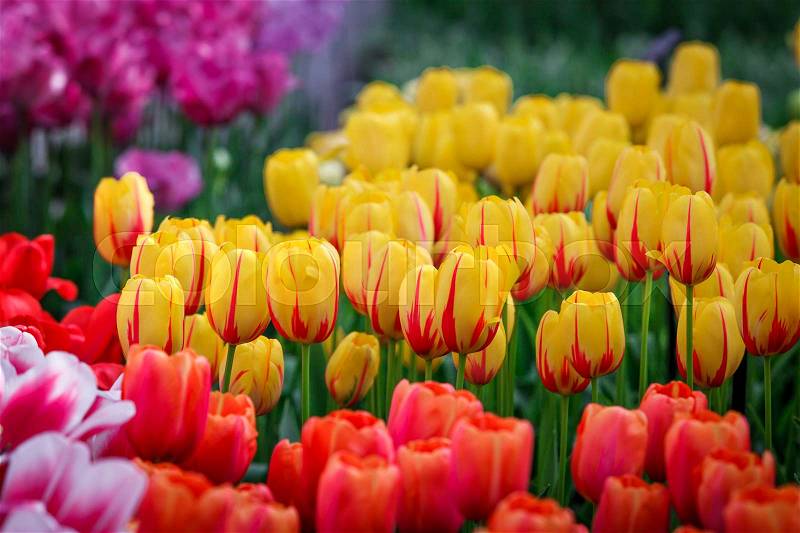 Colorful flowers abstract background. tulips, stock photo