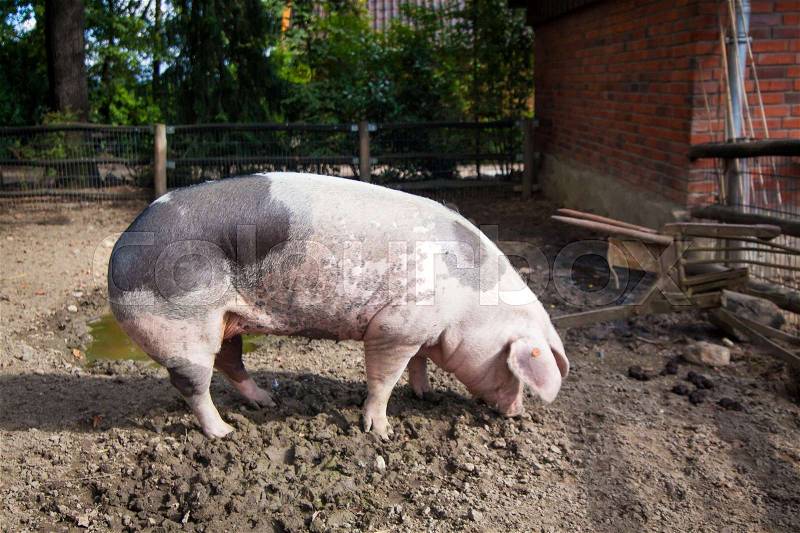 Domestic pig. Big pig. pig on a farm, stock photo