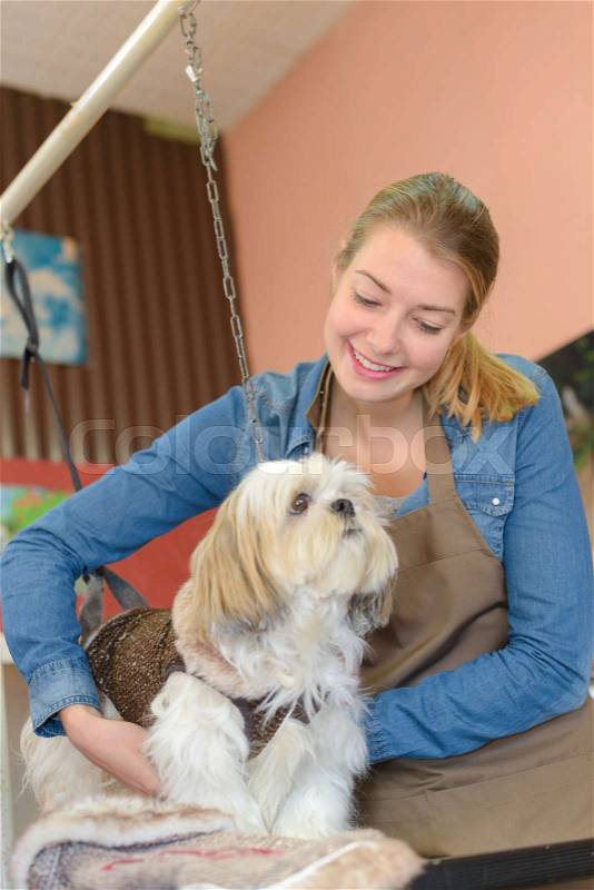 Appointment for a pet, stock photo